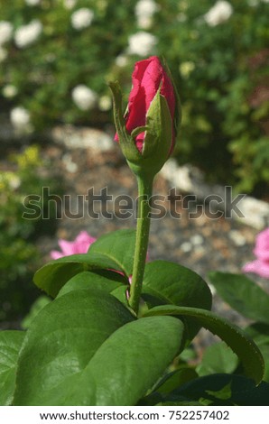 Single red rose on green background