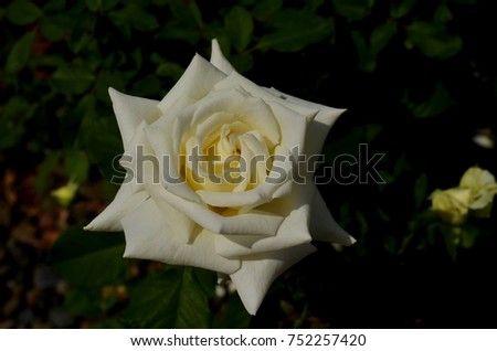 White Rose Single on a black background