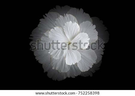 Photo shopped white hibiscus