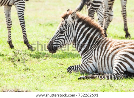 Beautiful zebras standing and eating on a grass field im Maasai Mara reserve in Kenya