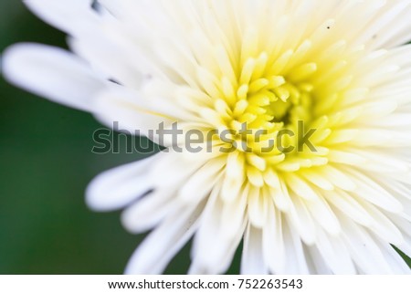 Chrysanthemum Flowers Close Up for Background. Flower soft background.