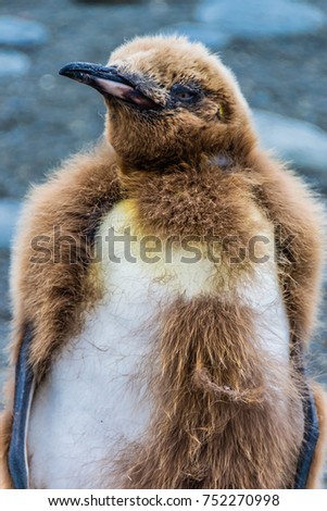 Comical Funny King penguin chick with changing plumage and brown feathers in nature background, South Georgia, Antarctica