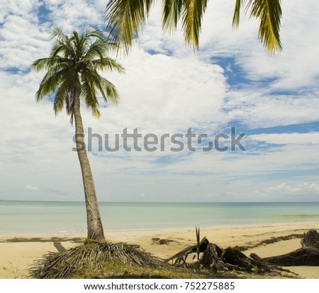 Coconut trees on the beach Extended to the sea , Nature creates beautiful world.