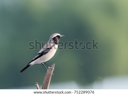 Desert wheatear perched on a wooden pole in a farm land at Bahrain.