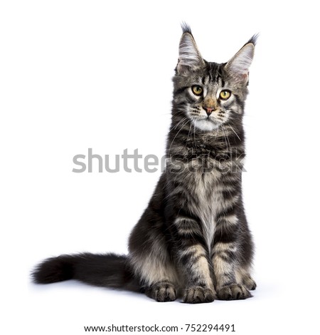 Black tabby maine coon cat kitten sitting up facing front isolated on white background