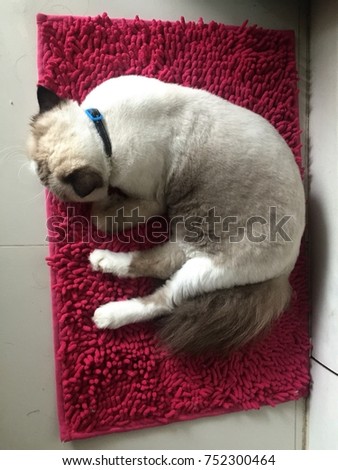 A gray chubby Persian cat taking a nap on a pink door mat in a house.