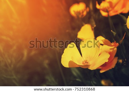 Orange californian poppy flower or Golden Poppy California Sunlight Cup of Gold. Eschscholzia  cup of gold flowers in bloom. Floral background