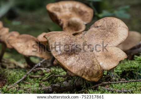 Mushroom on dead tree trunk