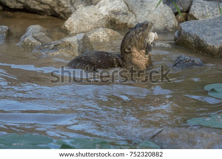 North American river otter eat fish in water    