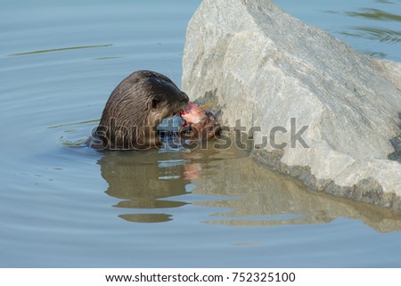 North American river otter eat fish in water