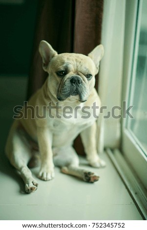 Cute french bulldog sitting behind the window. 