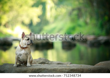 Cute french bulldog is sitting on the stone at the stream.
