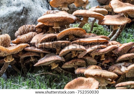 Mushroom on dead tree trunk