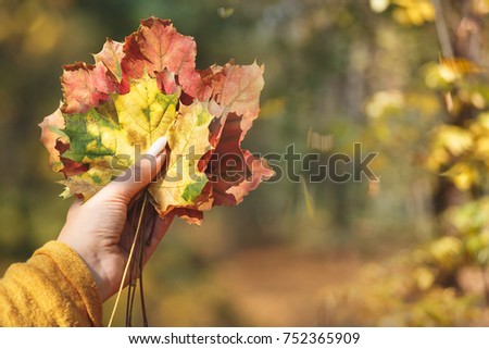 Woman hand with autumn leaves in autumn landscape, colorful blurred background outdoors, copy space, selective focus