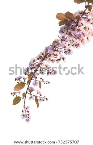 The concept flower is used as background or wallpaper.