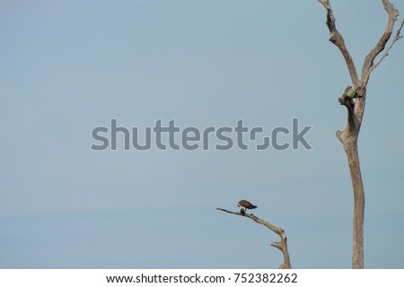 An eagle eating a fish on a dead tree's branch; picture taken at Khao Sok National Park, Thailand.