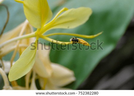 A cream garland lily or yellow ginger with a fly swarming it getting some nectar; picture taken at Khao Sok National Park, Thailand.
