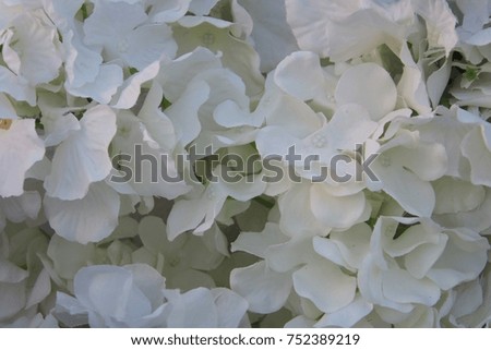 Lots of white flowers