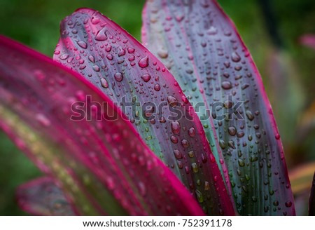 Rain Droplets on Red Leaf