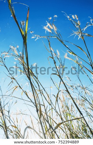 grass and sunlight with blue sky background