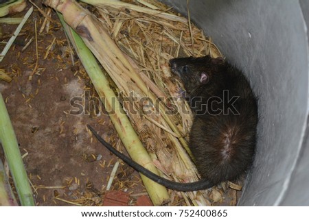 a rat and food in cement tube at farm,the new business in Thailand