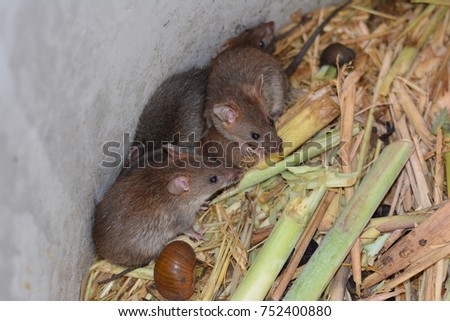 group of rats and food in cement tube at farm,the new business in Thailand