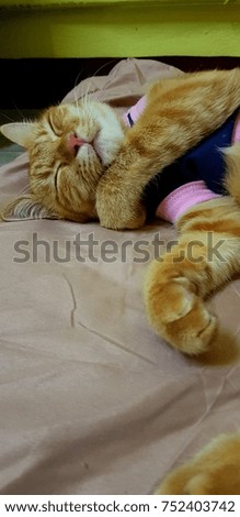 yellow cat sleep