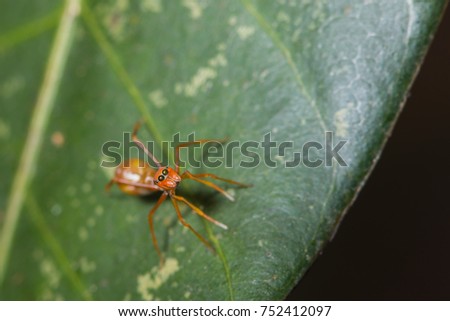 female red ant mimic spider standing on green leaf