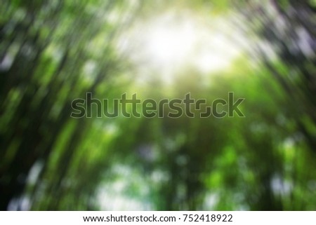 Bamboo garden and daylight with blurred images.