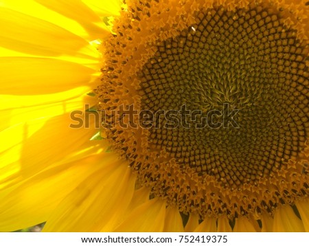 Sunflower Closeup 