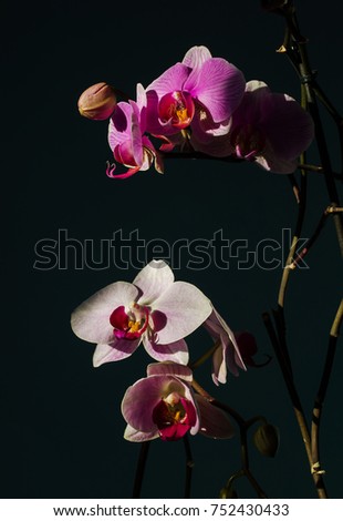 A magnificent branch of an orchid with large flowers blossomed in the background with droplets