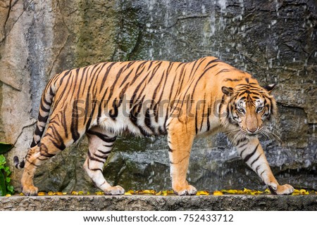 Bengal Tiger head looking direct to camera