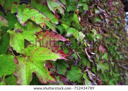 Italy, countryside, autumn, fox grape leaves