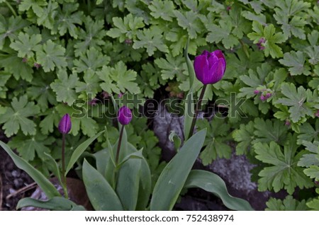 Purple tulip and Geranium close up in the park, Sofia, Bulgaria 