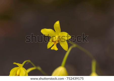 yellow small flower in forest