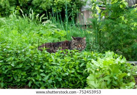 a cat in the garden hunting for rodents
