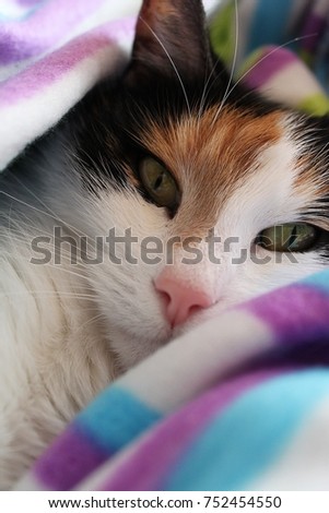beautiful tricolor cat is cuddling in a spread