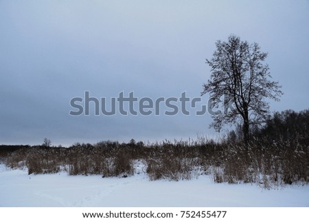 Beautiful winter landscape. Winter forest. Trees in the snow. Firs and pines in the snow. Russia.