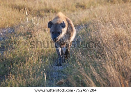 Hyena in Nature