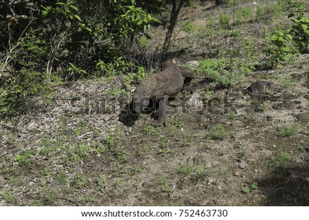 A Landscape shot of a lone isolated Komodo Dragon walking crawling across the shrubs and trees of the Komodo Islands