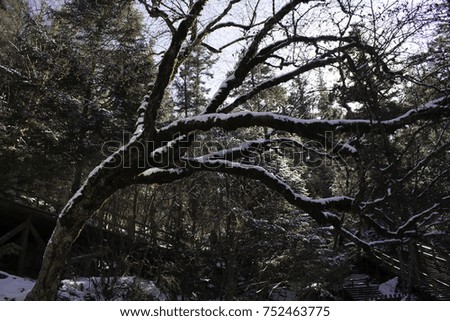 During Winter in Jiuzhaigou National Park, New Fallen Snow Rests on the Bare Branches of a Dead Tree Hanging Above the Camera. Taken in Sichuan, China
