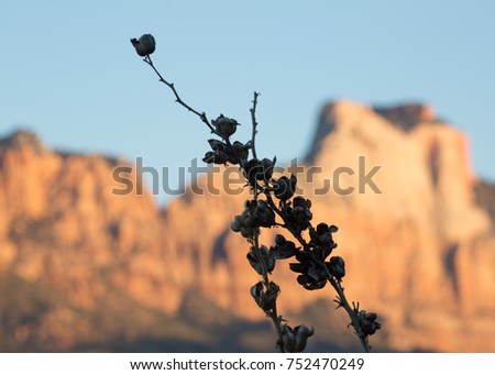 Horizontal detail of yucca flower seed pods with the cliffs of West Temple in Zion National park providing a background.