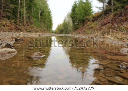 An artsy puddle along a long forest road
