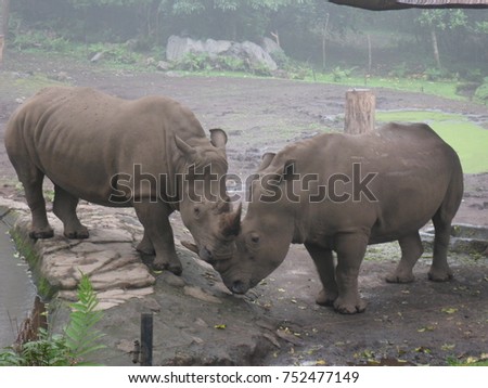two rhinoceros at the zoo Royalty-Free Stock Photo #752477149