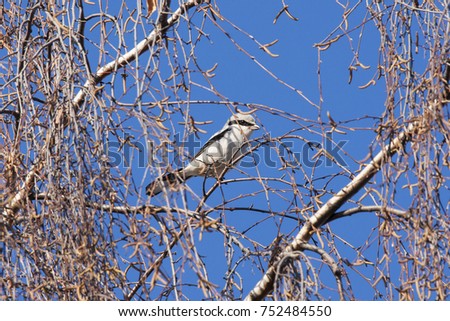 Great grey shrike sitting on birch tree branches. Bird in wildlife.