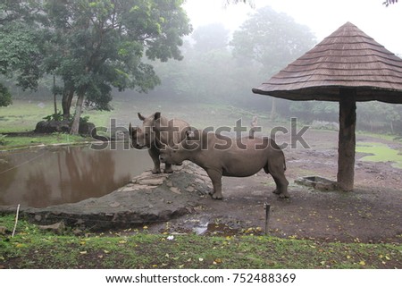 rhinos at the zoo Royalty-Free Stock Photo #752488369