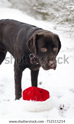 Chocolate labrador in the snow with a santa hat