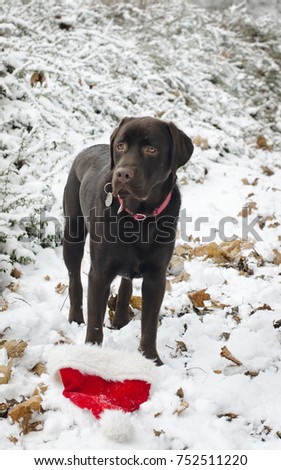 Chocolate labrador in the snow with a Santa hat