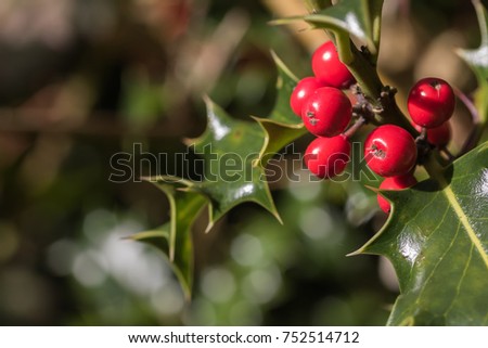 Mistletoe red berries