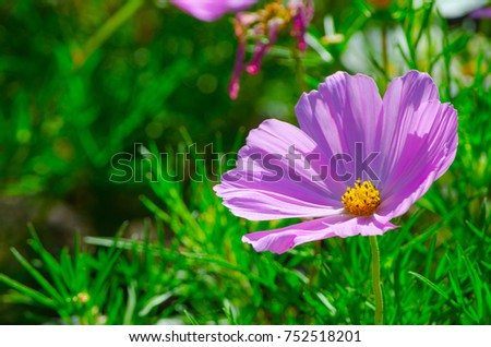 Beautiful purple color cosmos flowers in a botanical garden.